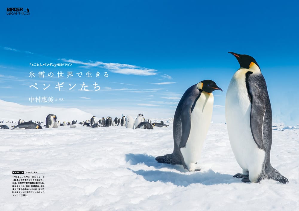 氷雪の世界で生きるペンギンたち
