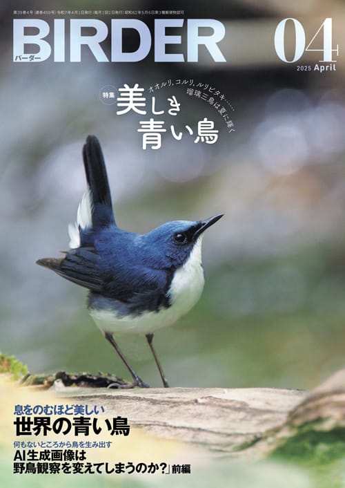 BIRDER 2025年4月号 美しき青い鳥　オオルリ、コルリ、ルリビタキ…… 瑠璃三鳥は夏に輝く