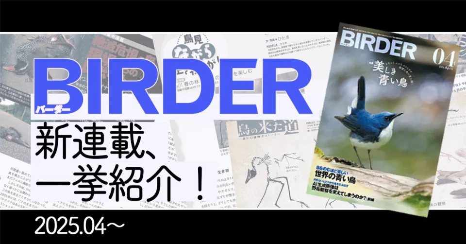 BIRDER2025年4月号 新連載の見どころ
