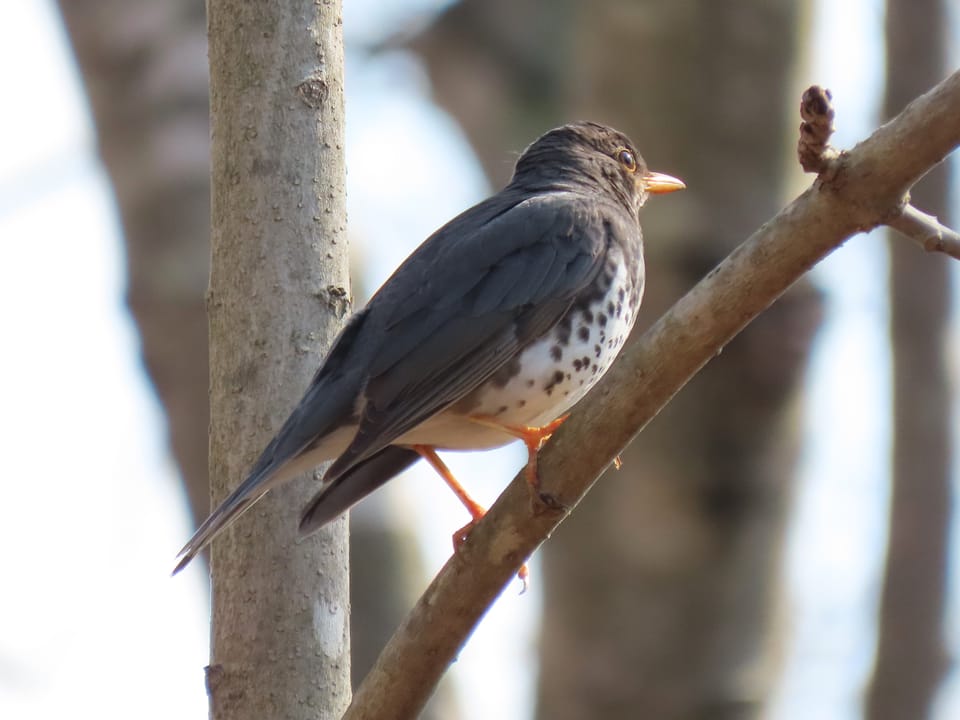 ウトナイ湖サンクチュアリネイチャーセンター