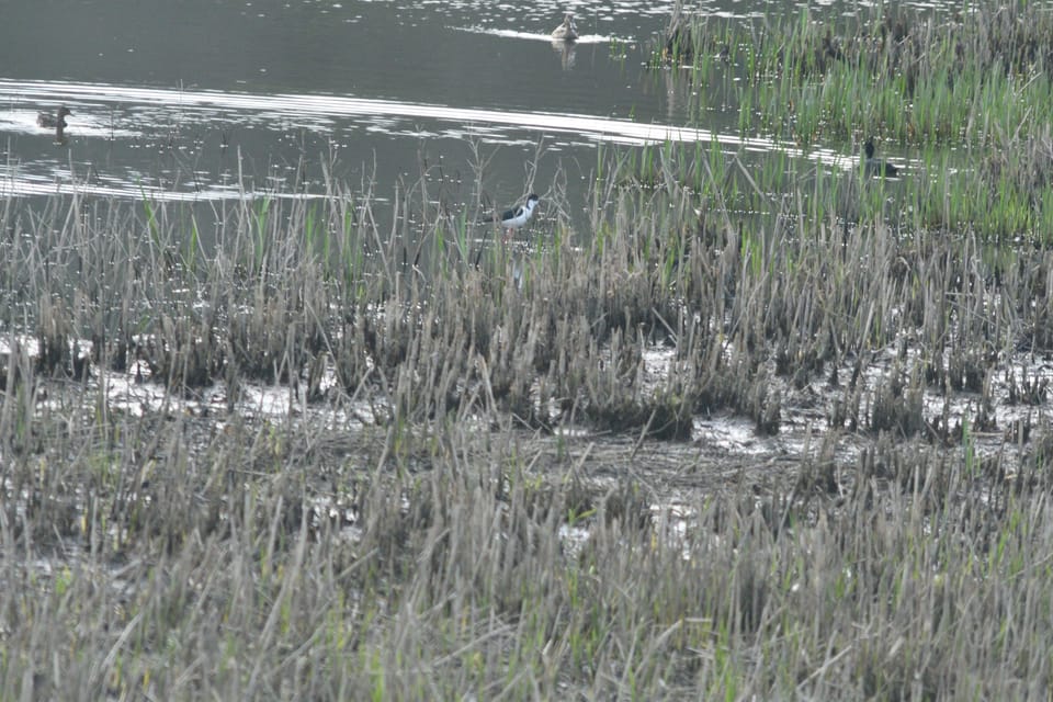 加賀市鴨池観察館