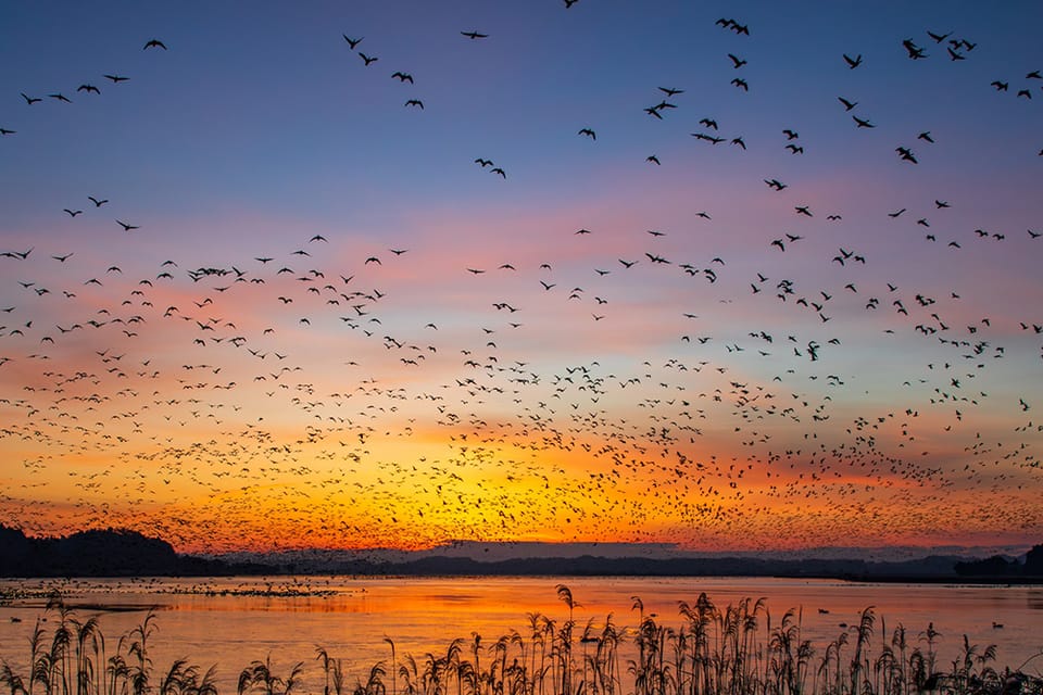 宮城県伊豆沼・内沼サンクチュアリセンター