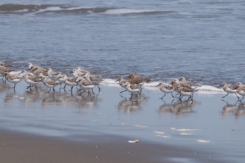 バードウォッチング上達への道