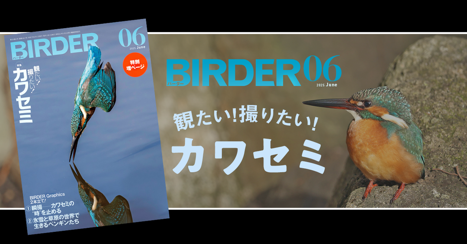 BIRDER6月号の見どころ